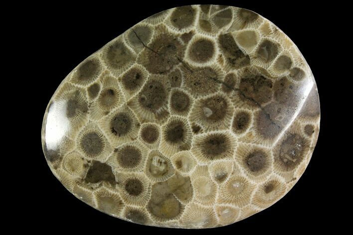 Polished Petoskey Stone (Fossil Coral) - Michigan #156104